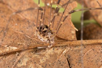 Media type: image;   Invertebrate Zoology 151592